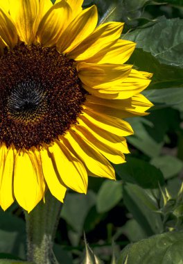 Ayçiçeği bir tarlada yakın
