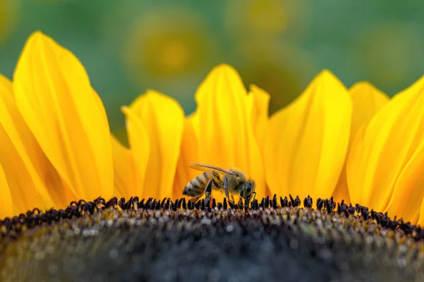 Abelha minúscula em um girassol bonito — Fotografia de Stock