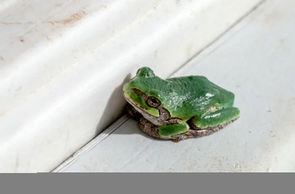 Petite grenouille verte assise sur un rebord de fenêtre — Photo