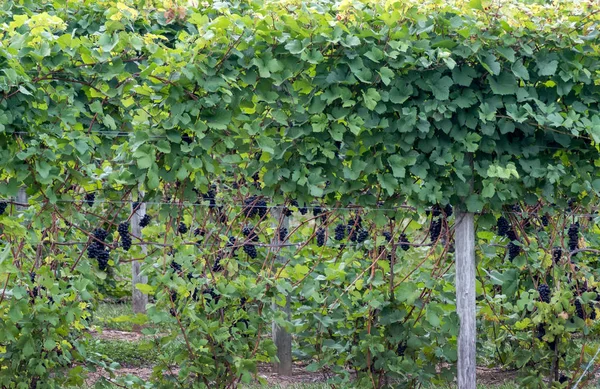 Uvas moradas en una bodega —  Fotos de Stock