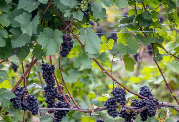 Vine werf in landelijke Michigan — Stockfoto