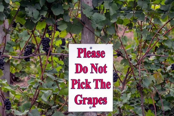 Schild in einem Weinberg — Stockfoto