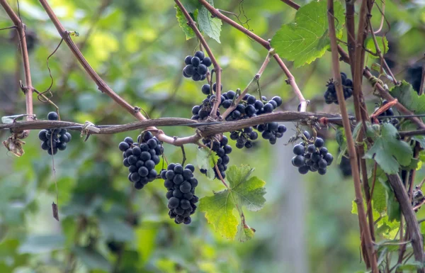 Close up de suculentas uvas roxas — Fotografia de Stock