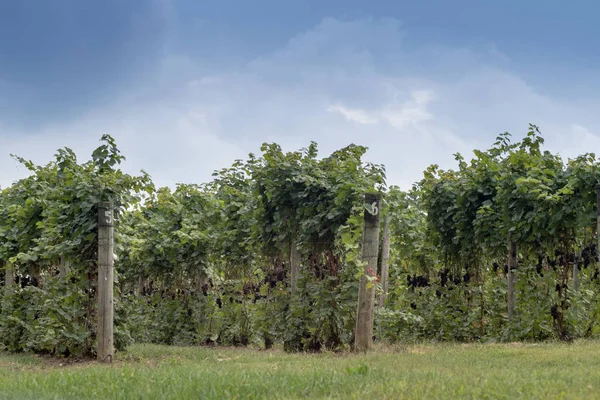 Rows of grapes growing in a vine yard — Stock Photo, Image