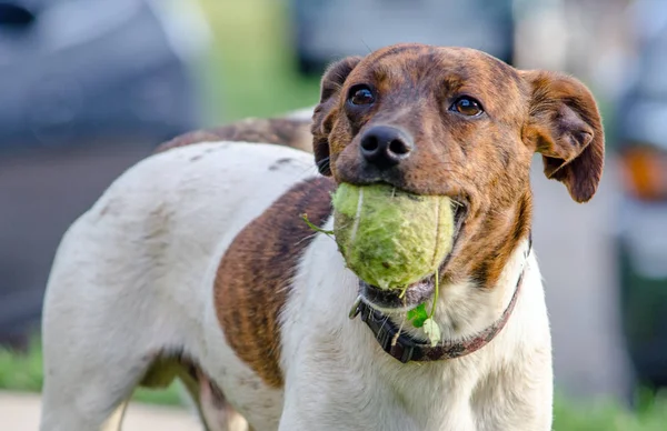 Cão está pronto para jogar bola — Fotografia de Stock