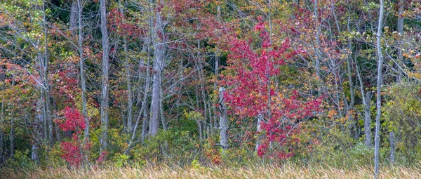 Colores brillantes del otoño a lo largo de un estanque arbolado —  Fotos de Stock