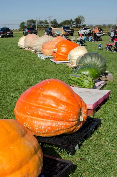 Largest gown pumpkins — Stock Photo, Image