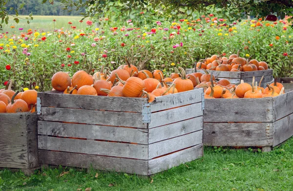 Holzkisten mit Kürbissen in einem Blumenfeld — Stockfoto