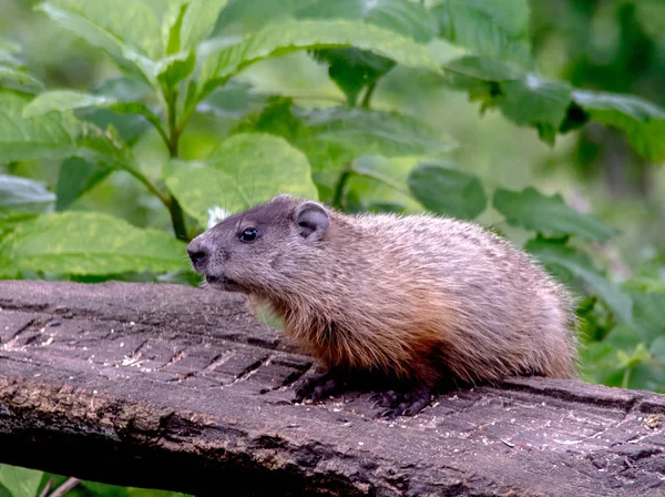Alert Groundhog staande op een log — Stockfoto