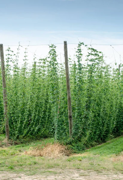 Hop plants climb up strings — Stock Photo, Image