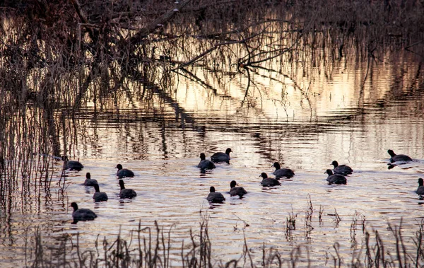 Patos em uma lagoa ao pôr do sol — Fotografia de Stock