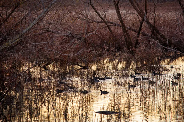 Zon en wilde eenden instellen in Indiana USA — Stockfoto