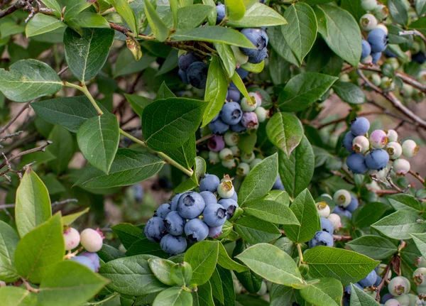 Trauben von Blaubeeren wachsen an einem Weinstock — Stockfoto