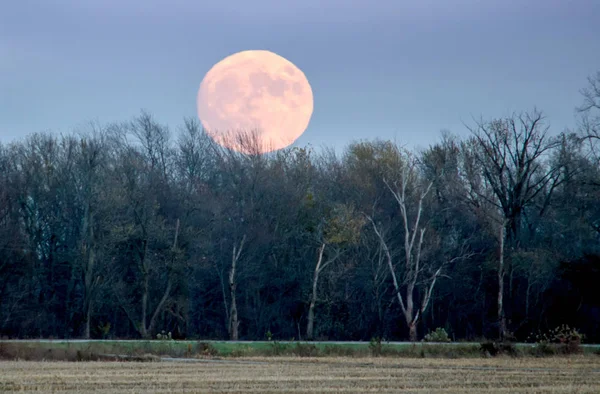 Full moon over trees — Stock Photo, Image