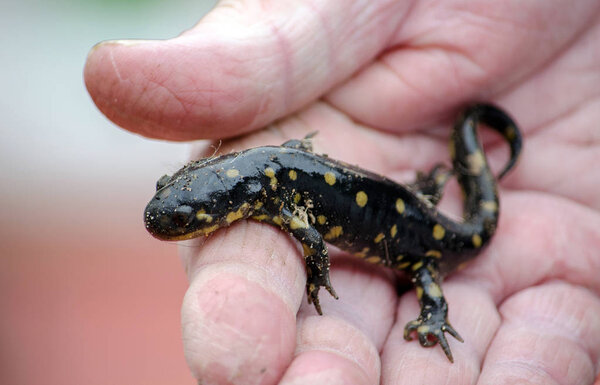 hand holding a small spotted salamander