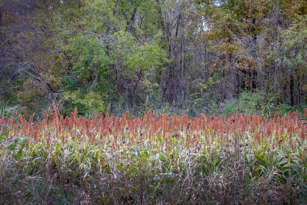 Campo de sorgo en Michigan rural USA — Foto de Stock