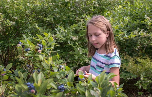 Kleines Mädchen wählt die perfekten Blaubeeren — Stockfoto