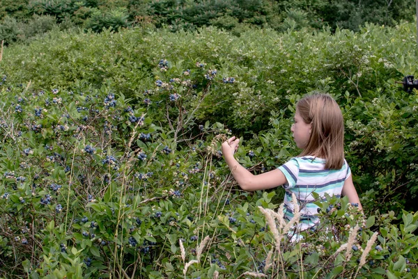 Young girl picks blueberries — Stock Photo, Image