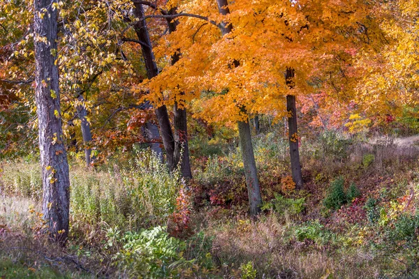 明亮的秋天颜色在乡村密歇根州乌萨 — 图库照片