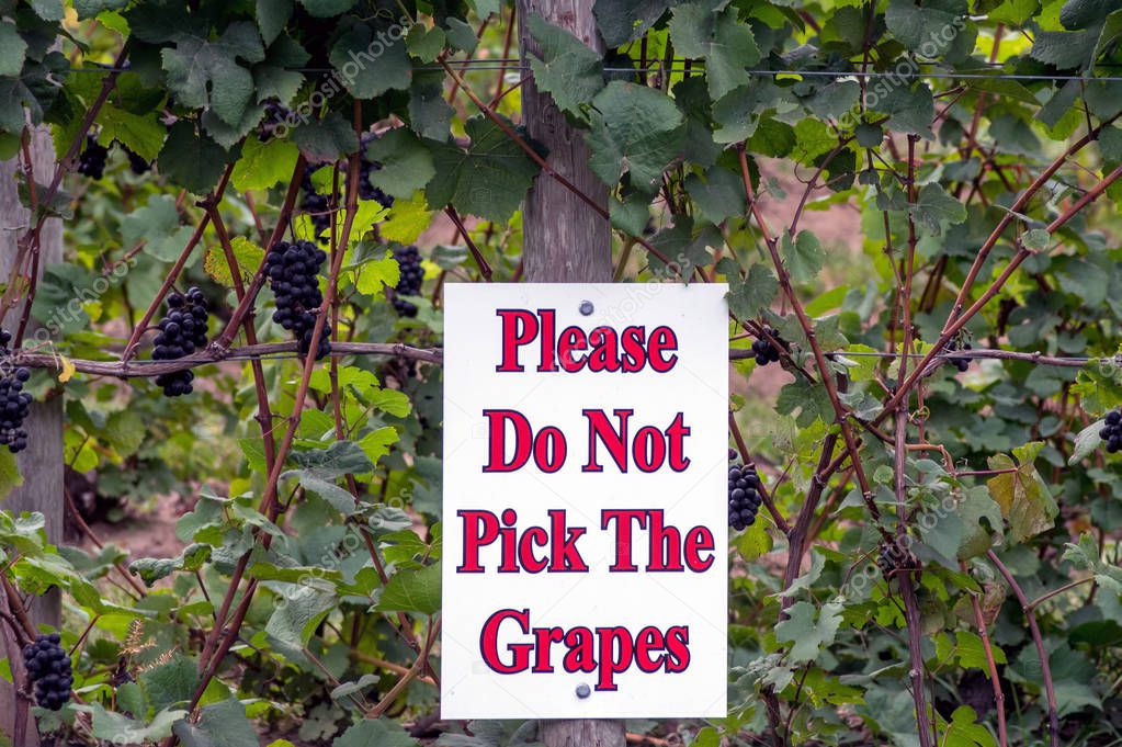 Sign in a vineyard