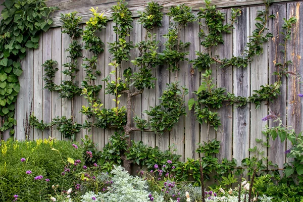 Vertical garden with pear tree — Stock Photo, Image