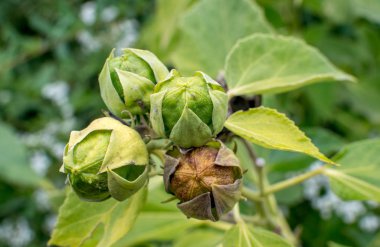 Bir günlük tohumlar, zambak.