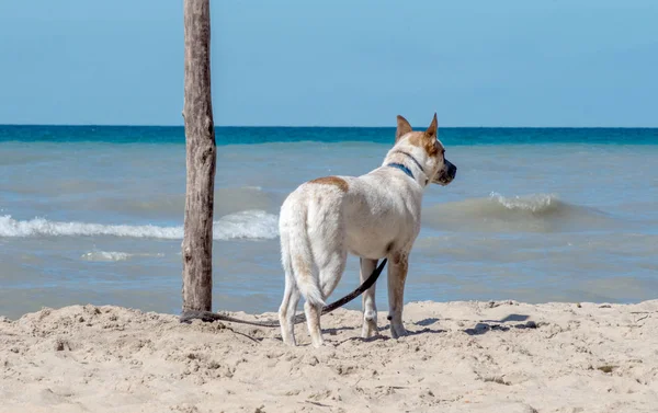 Perro marrón y blanco se para en la playa —  Fotos de Stock