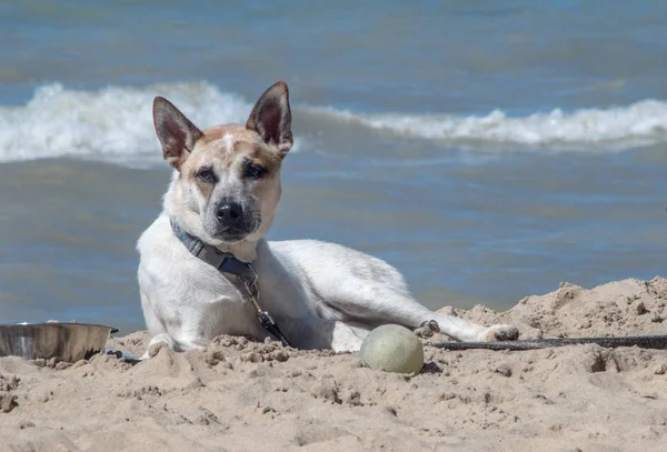 Собака на пляже со своим мячом — стоковое фото