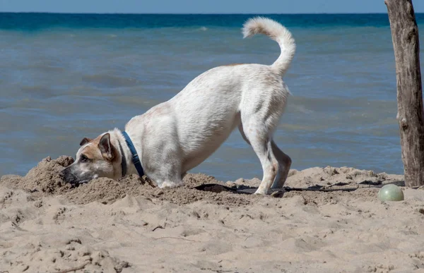 Köpek serinlemek için kuma yuva yapar. — Stok fotoğraf