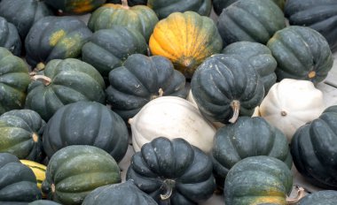 Sonbahar dekorasyonu için küçük yuvarlak kabaklar