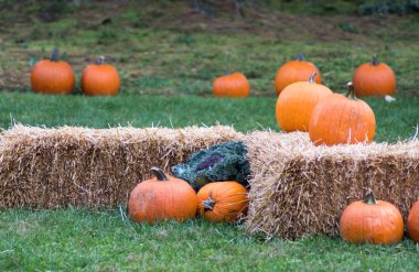 Sonbaharda balkabaklarıyla saman balyaları