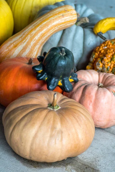 Verscheidenheid van herfstpompoenen, kalebassen en pompoenen — Stockfoto