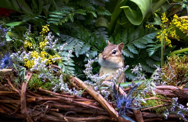 Alerte Petit Tamias Regarde Autour Lui Pour Danger Comme Cache — Photo