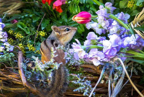 Schattige Eekhoorn Kost Tijd Een Tulp Ruiken Deze Mooie Kleurrijke — Stockfoto