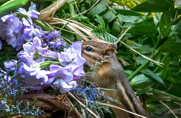 Een Kleine Nieuwsgierige Eekhoorn Heeft Tijd Nodig Mooie Paarse Bloemen — Stockfoto