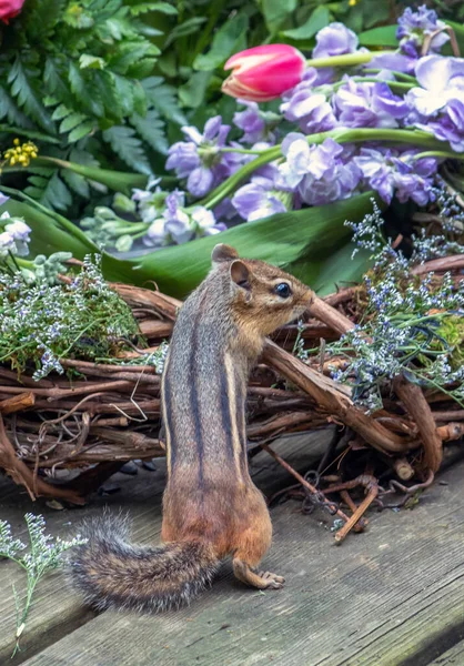 Kleine Eekhoorn Kijkt Naar Een Kleurrijke Mand Met Lentebloemen — Stockfoto