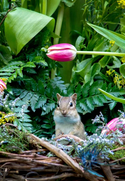 Tamias Potelé Sort Panier Coloré Fleurs Printemps — Photo