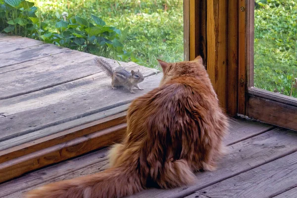 小小的花栗鼠在有屏风的门廊上嘲笑一只胖胖的猫 — 图库照片