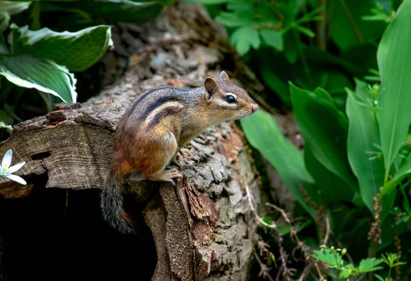 Ardilla Rayada Observa Peligro Desde Alto Tronco Ahuecado Jardín — Foto de Stock