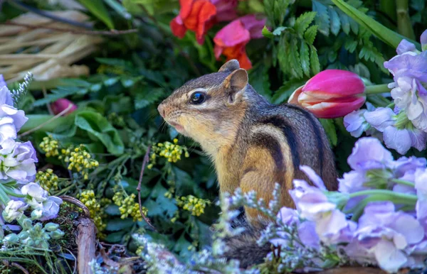 Retrato Cerca Una Ardilla Rayada Una Cama Colorida Flores — Foto de Stock