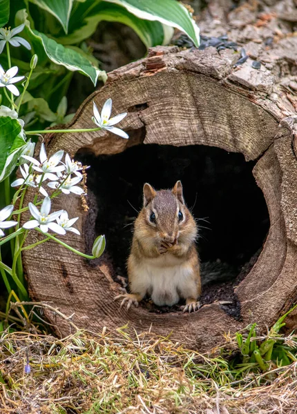 Male Chipmunk Poses Hollowed Out Log Springtime Garden — Stock Photo, Image