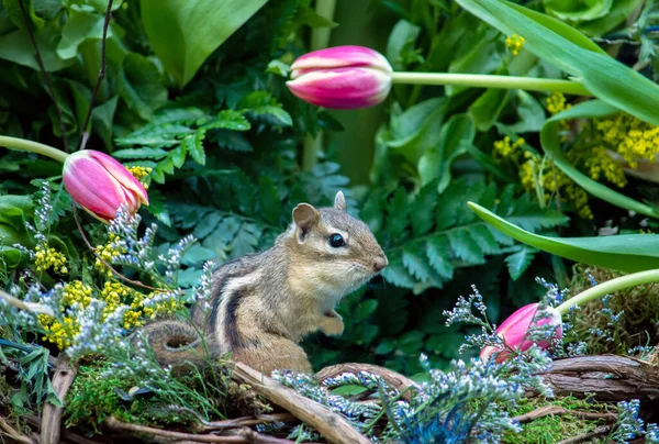 Een Levende Eekhoorn Staat Stil Een Tuin Van Varens Roze — Stockfoto