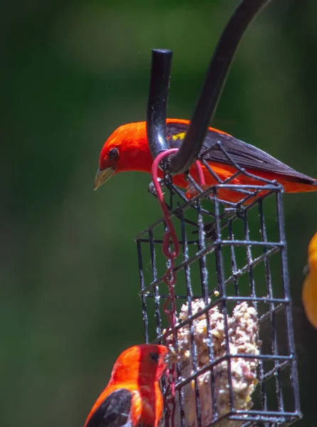 Escarlate Tanagers Alimentador Pássaros Comendo Suet — Fotografia de Stock