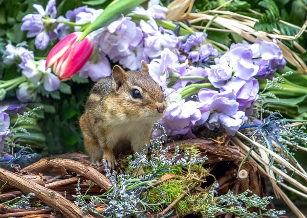 Een Kleine Eekhoorn Klimt Uit Een Kleurrijke Mand Van Lentebloemen — Stockfoto