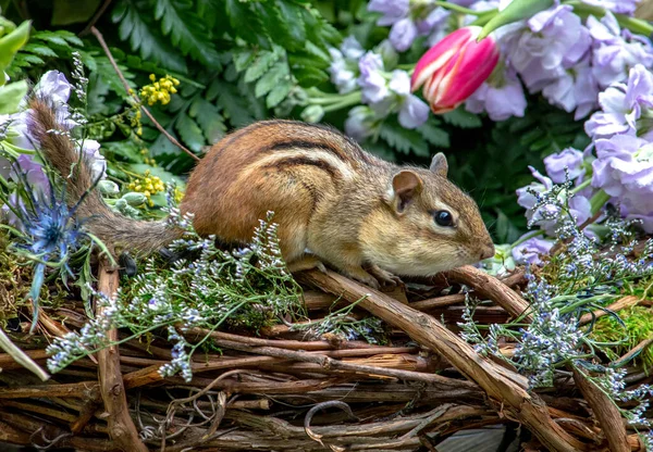 Uno Scoiattolo Striato Chiamato Anche Scoiattolo Terra Gioca Giardino Colorato — Foto Stock