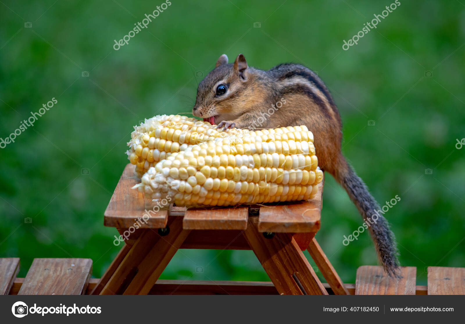 Hungry Chipmunk Nibbles Fresh Corn Cob Set Out Tiny Picnic Stock Photo