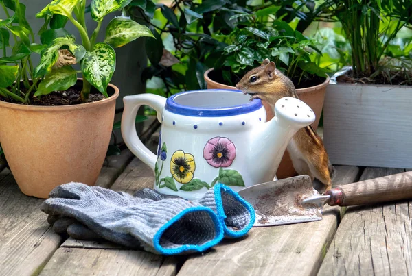 Kleines Streifenhörnchen Blickt Diesem Niedlichen Garten Stillleben Eine Gießkanne — Stockfoto