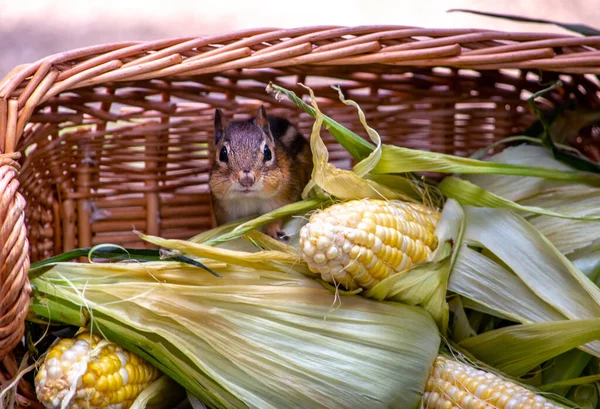 Schattige Eekhoorn Verbergt Zich Een Mand Van Vers Geplukte Suikermaïs — Stockfoto