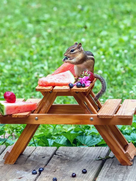 Pequeno Esquilo Goza Frutas Verão Neste Piquenique Miniatura — Fotografia de Stock