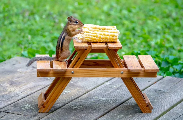 Urocze Wiewiórki Kukurydzy Kolbie Gdy Siedzi Przy Miniaturowym Stole Piknikowym — Zdjęcie stockowe